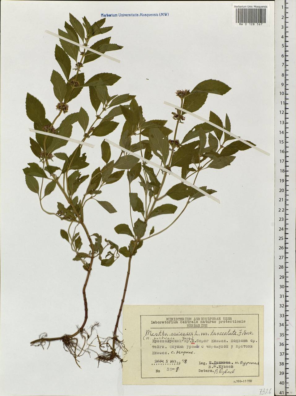 Mentha arvensis L., Siberia, Central Siberia (S3) (Russia)