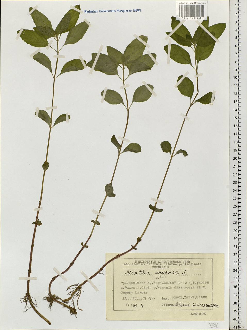 Mentha arvensis L., Siberia, Central Siberia (S3) (Russia)