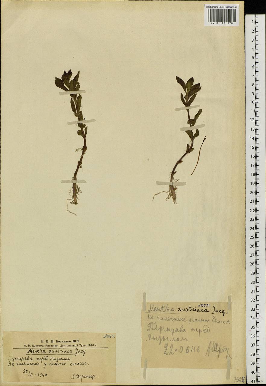 Mentha arvensis L., Siberia, Altai & Sayany Mountains (S2) (Russia)