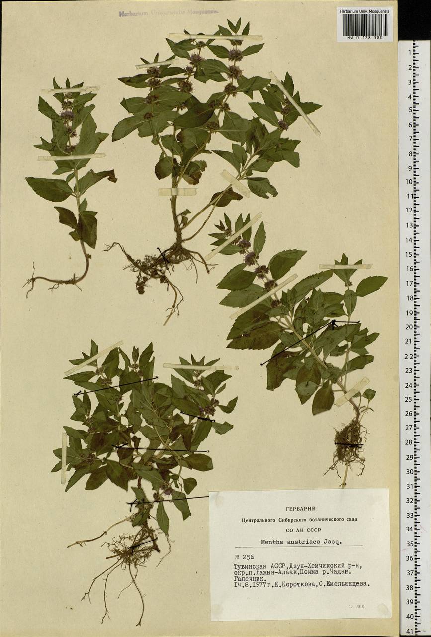 Mentha arvensis L., Siberia, Altai & Sayany Mountains (S2) (Russia)