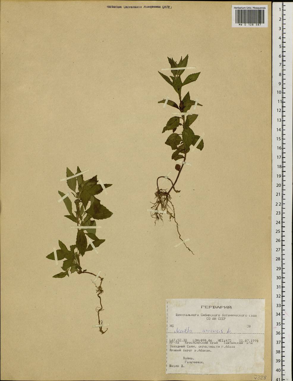 Mentha arvensis L., Siberia, Altai & Sayany Mountains (S2) (Russia)