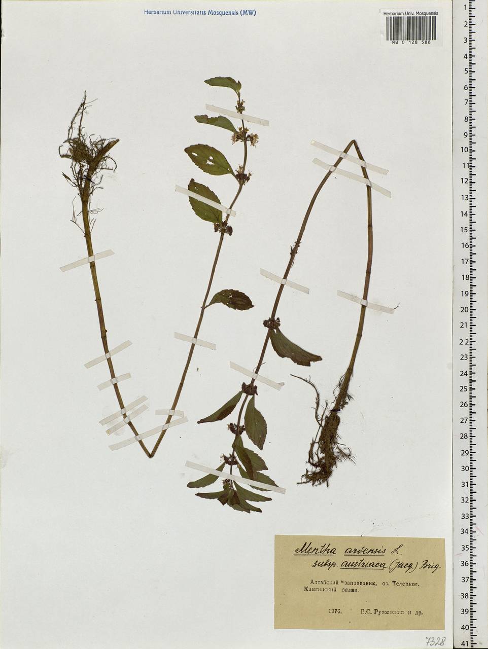 Mentha arvensis L., Siberia, Altai & Sayany Mountains (S2) (Russia)