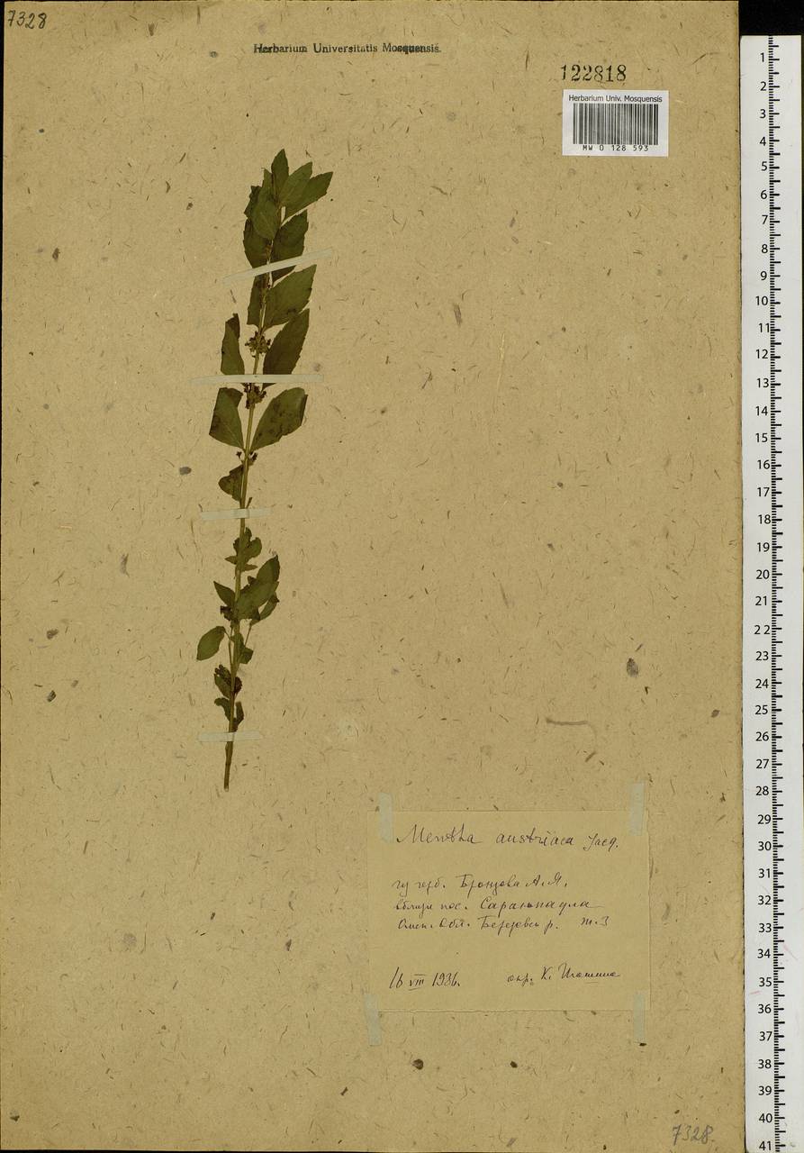 Mentha arvensis L., Siberia, Western Siberia (S1) (Russia)