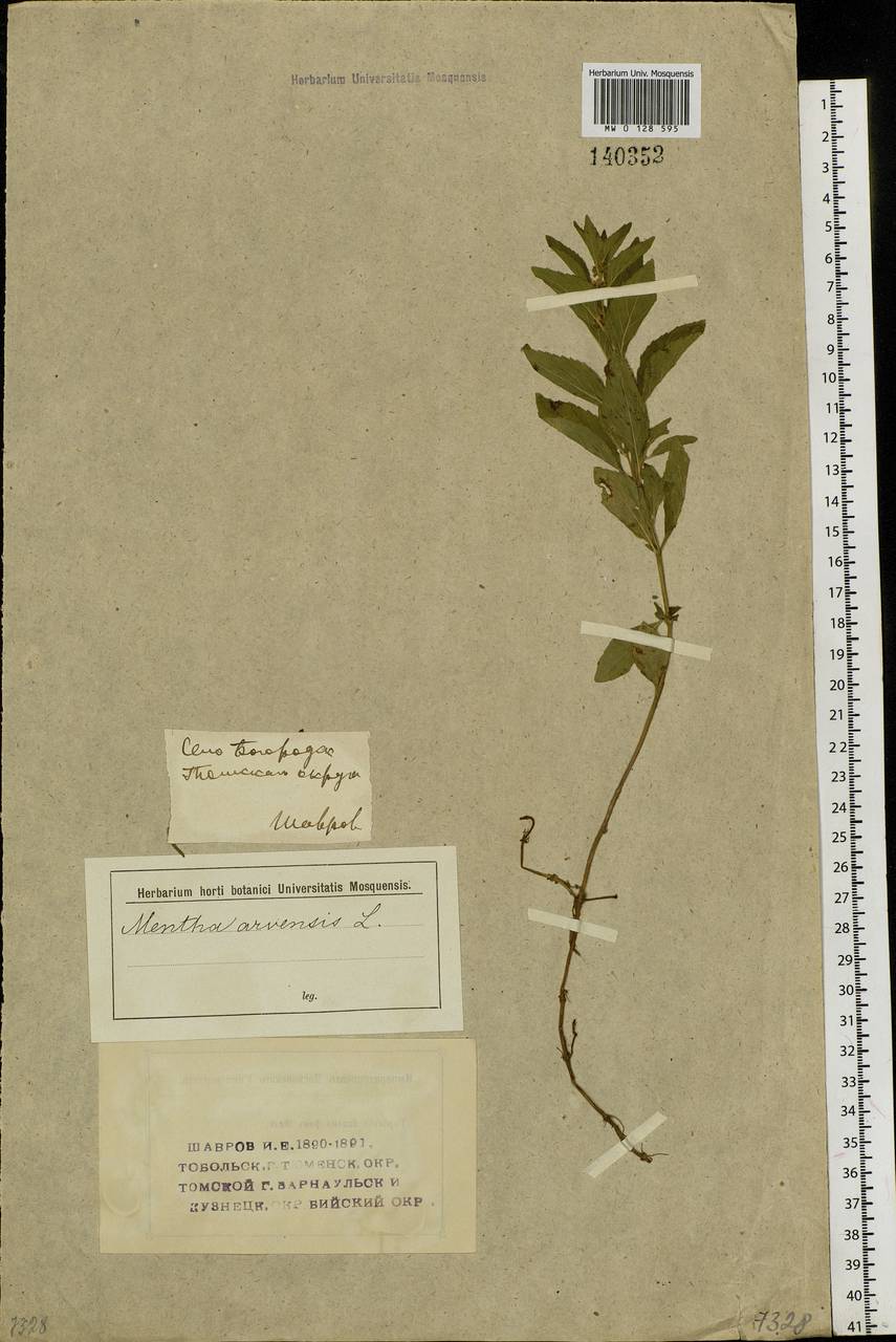 Mentha arvensis L., Siberia, Western Siberia (S1) (Russia)