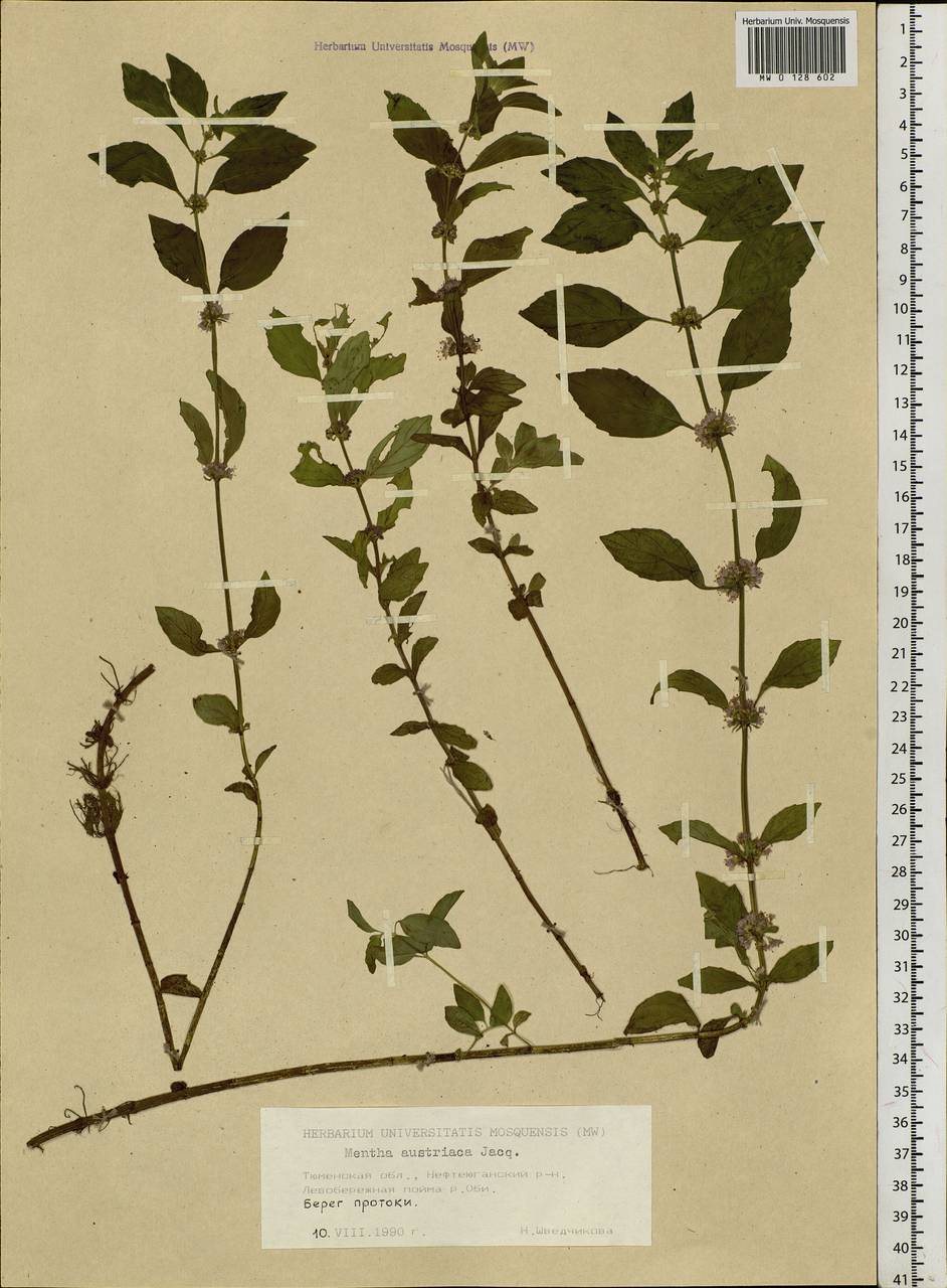 Mentha arvensis L., Siberia, Western Siberia (S1) (Russia)