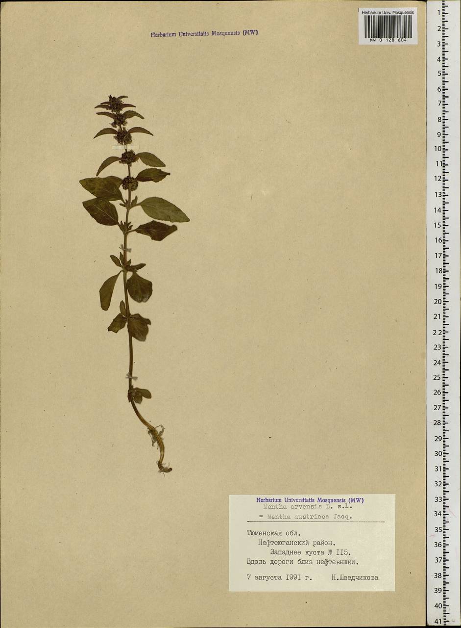 Mentha arvensis L., Siberia, Western Siberia (S1) (Russia)
