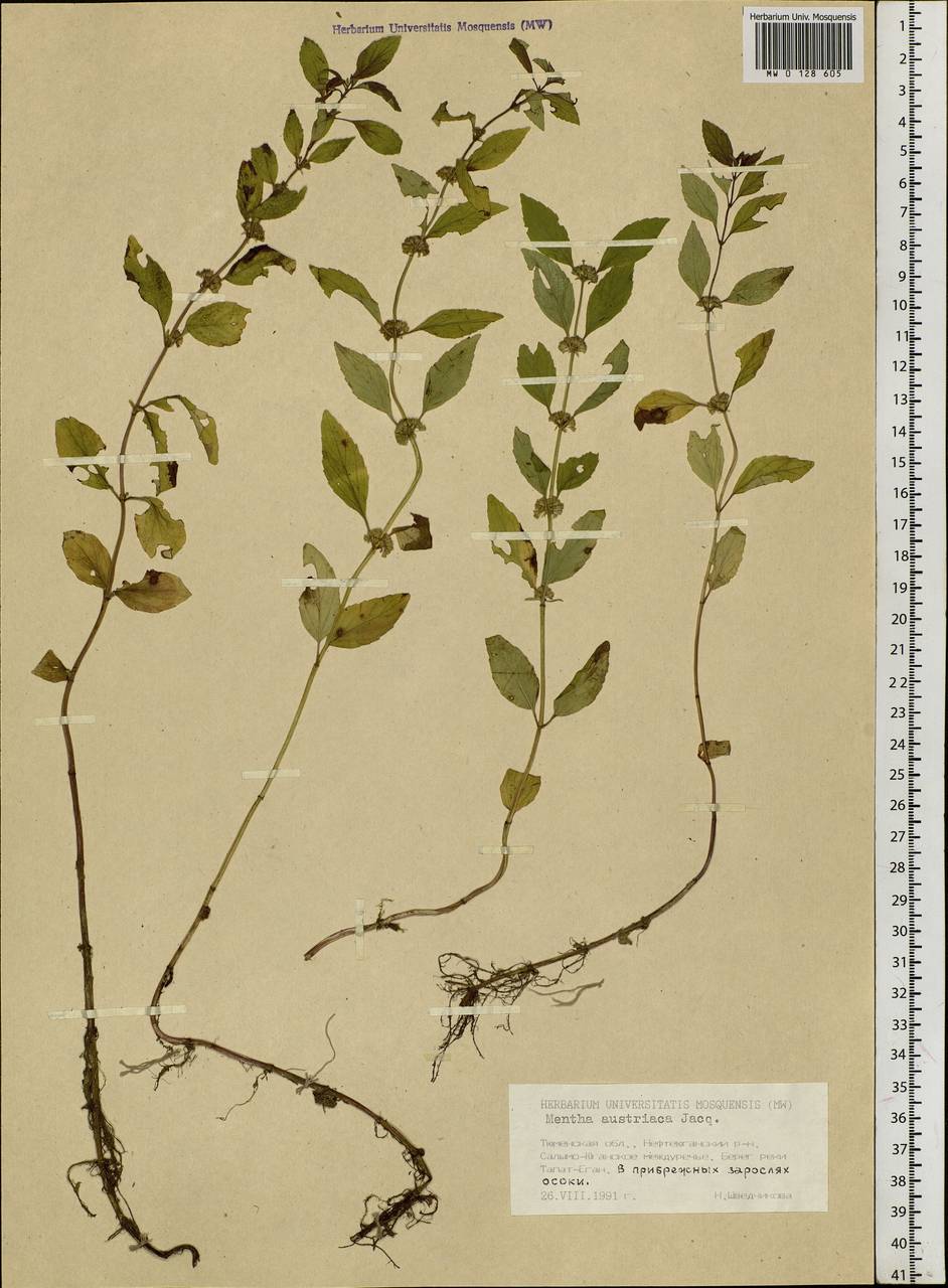 Mentha arvensis L., Siberia, Western Siberia (S1) (Russia)