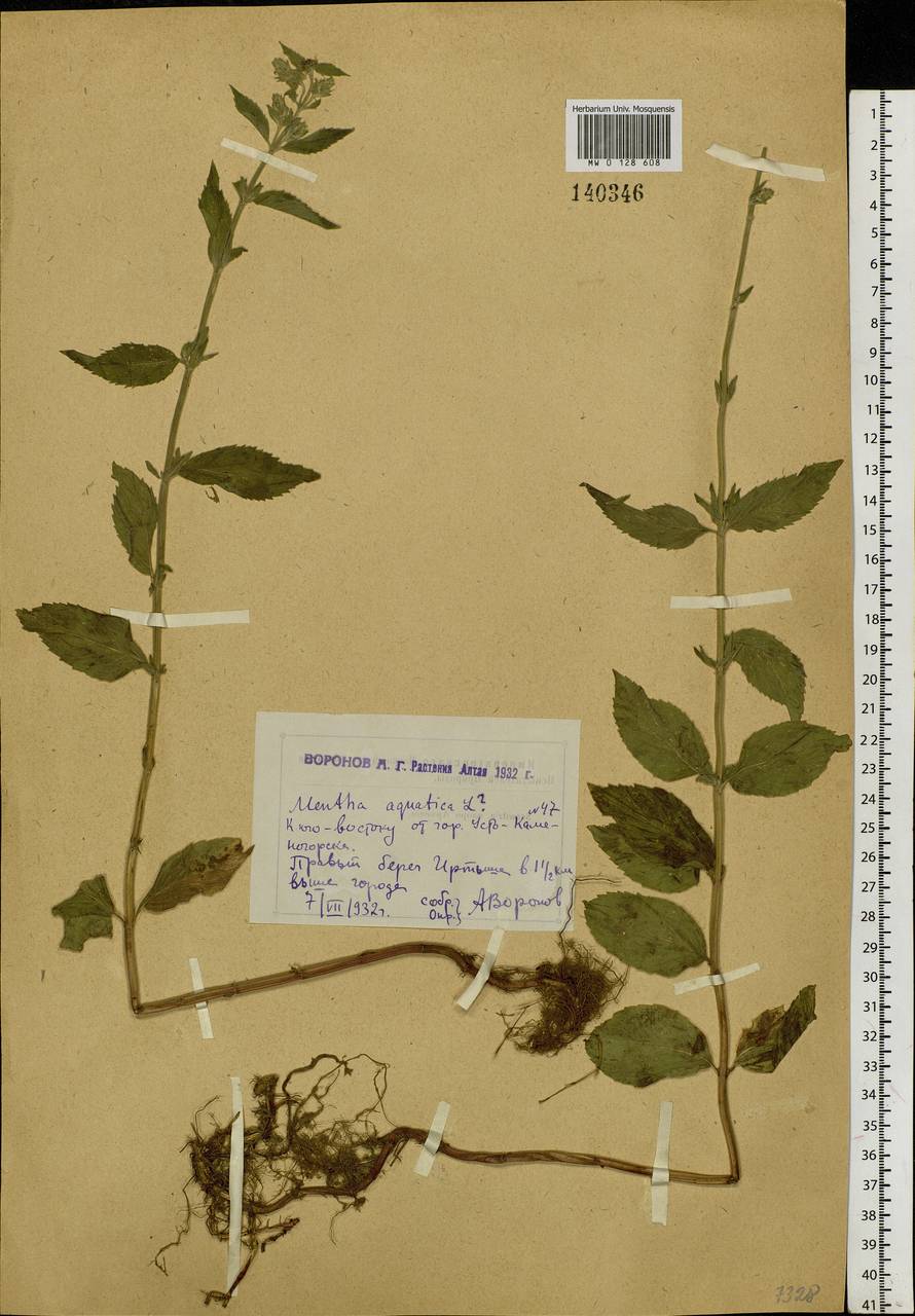 Mentha aquatica L., Siberia, Western (Kazakhstan) Altai Mountains (S2a) (Kazakhstan)