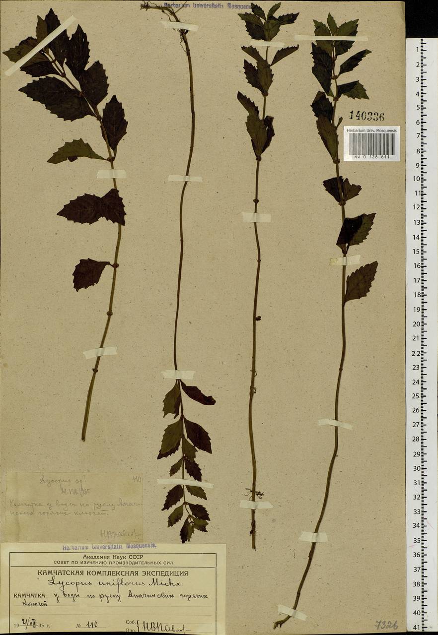 Lycopus uniflorus Michx., Siberia, Chukotka & Kamchatka (S7) (Russia)