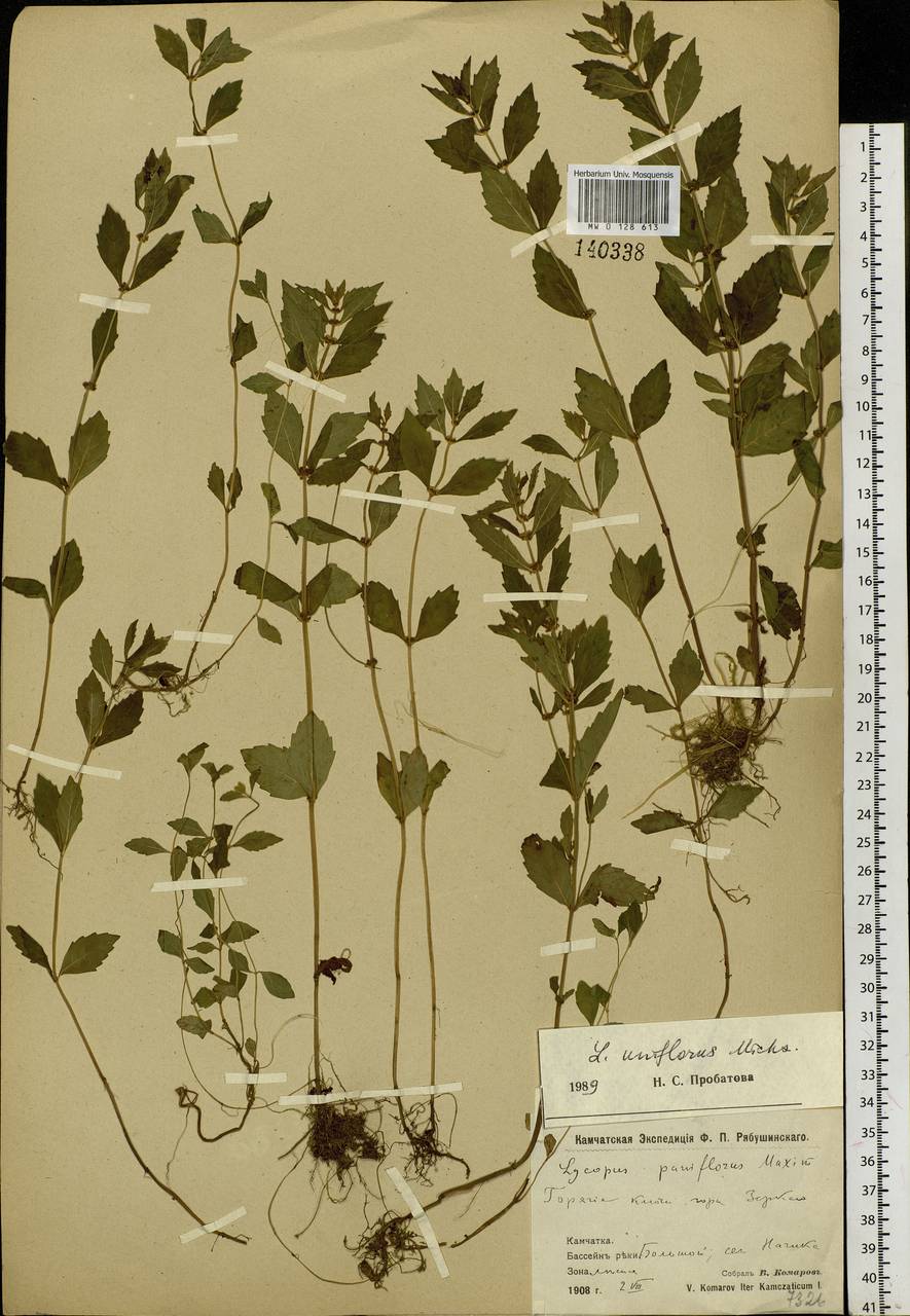 Lycopus uniflorus Michx., Siberia, Chukotka & Kamchatka (S7) (Russia)