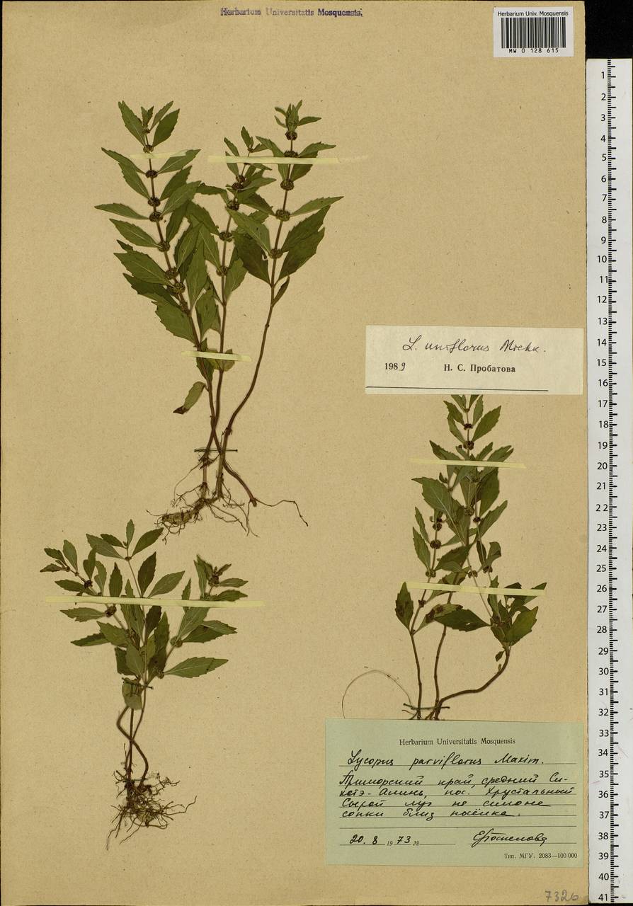 Lycopus uniflorus Michx., Siberia, Russian Far East (S6) (Russia)