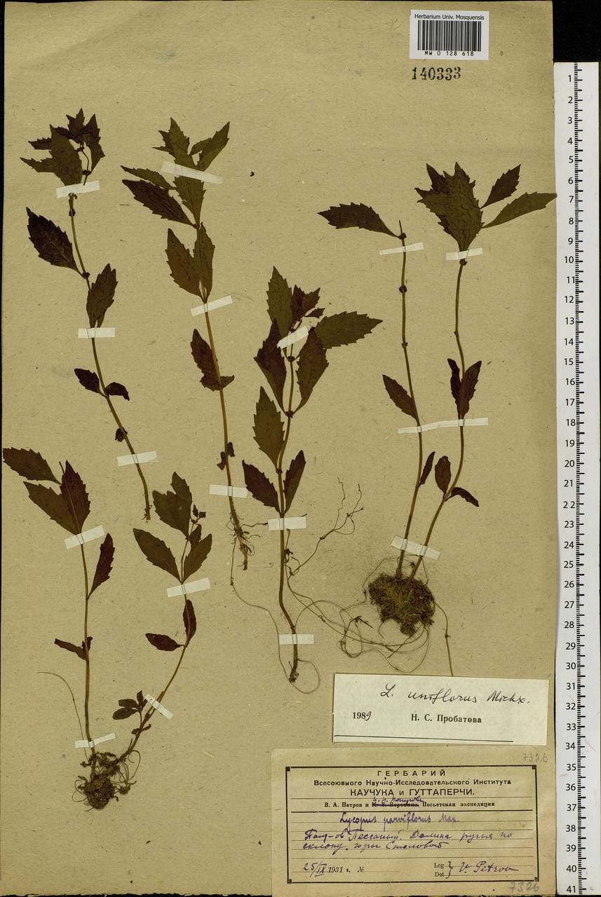 Lycopus uniflorus Michx., Siberia, Russian Far East (S6) (Russia)