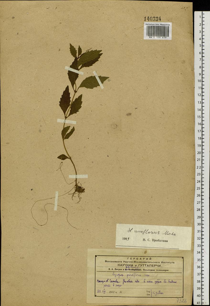 Lycopus uniflorus Michx., Siberia, Russian Far East (S6) (Russia)