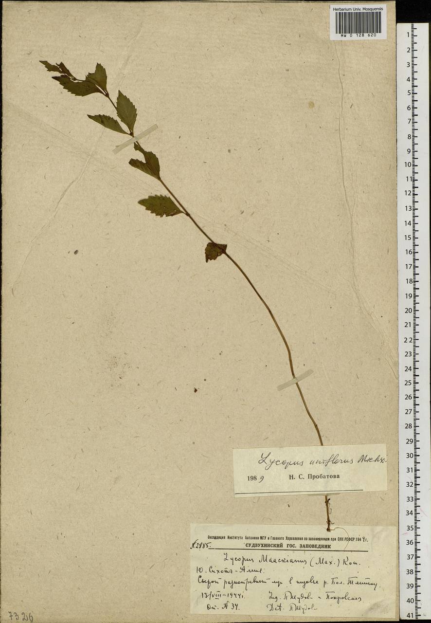 Lycopus uniflorus Michx., Siberia, Russian Far East (S6) (Russia)