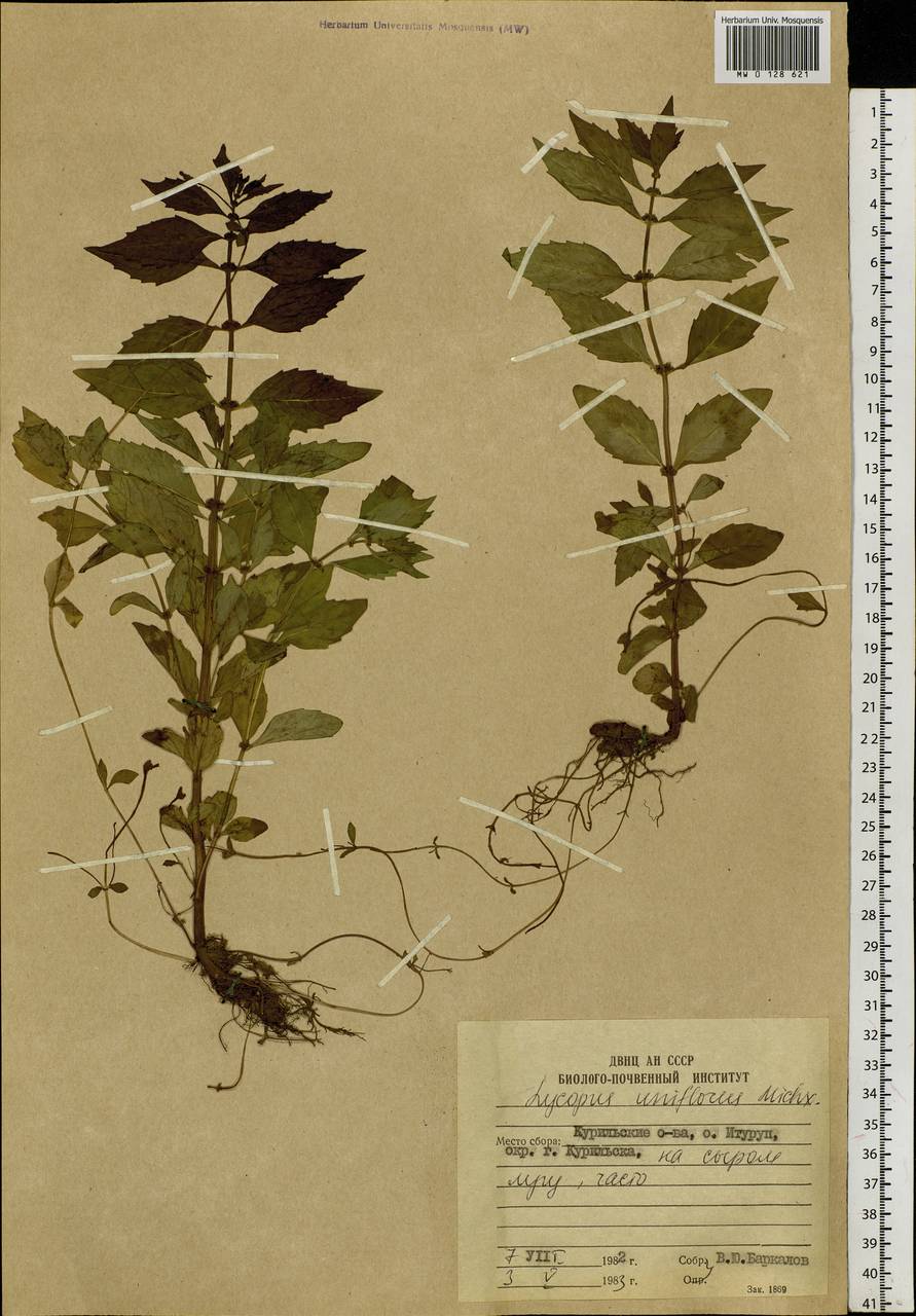 Lycopus uniflorus Michx., Siberia, Russian Far East (S6) (Russia)