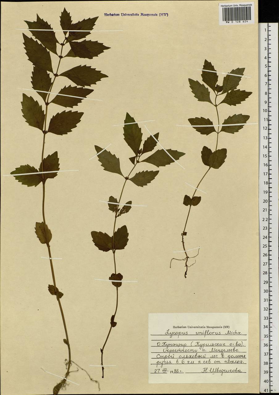 Lycopus uniflorus Michx., Siberia, Russian Far East (S6) (Russia)