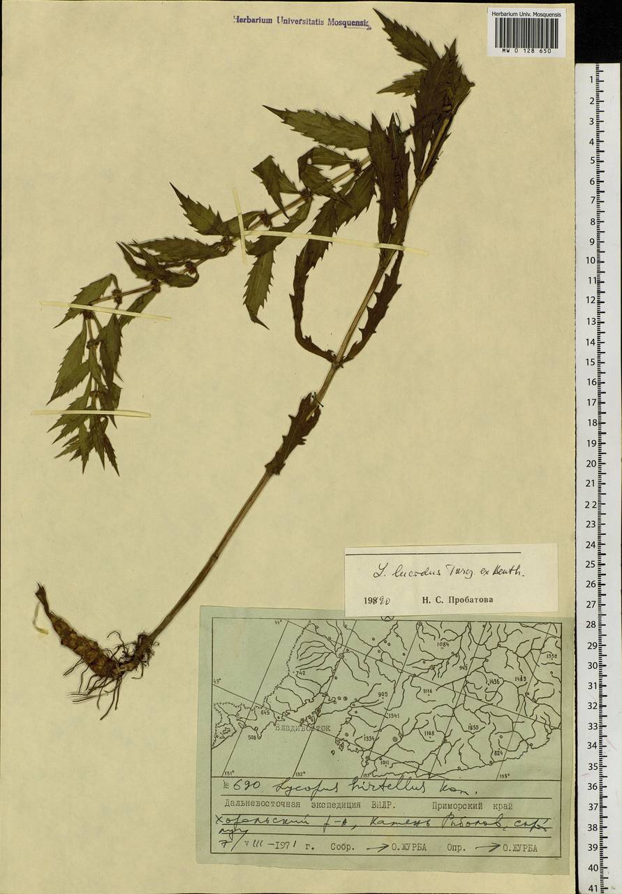 Lycopus lucidus Turcz. ex Benth., Siberia, Russian Far East (S6) (Russia)