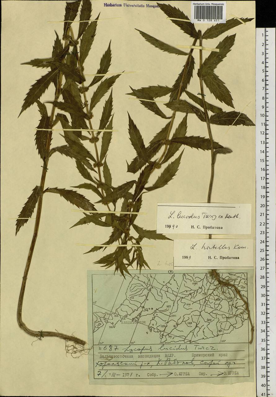 Lycopus lucidus Turcz. ex Benth., Siberia, Russian Far East (S6) (Russia)