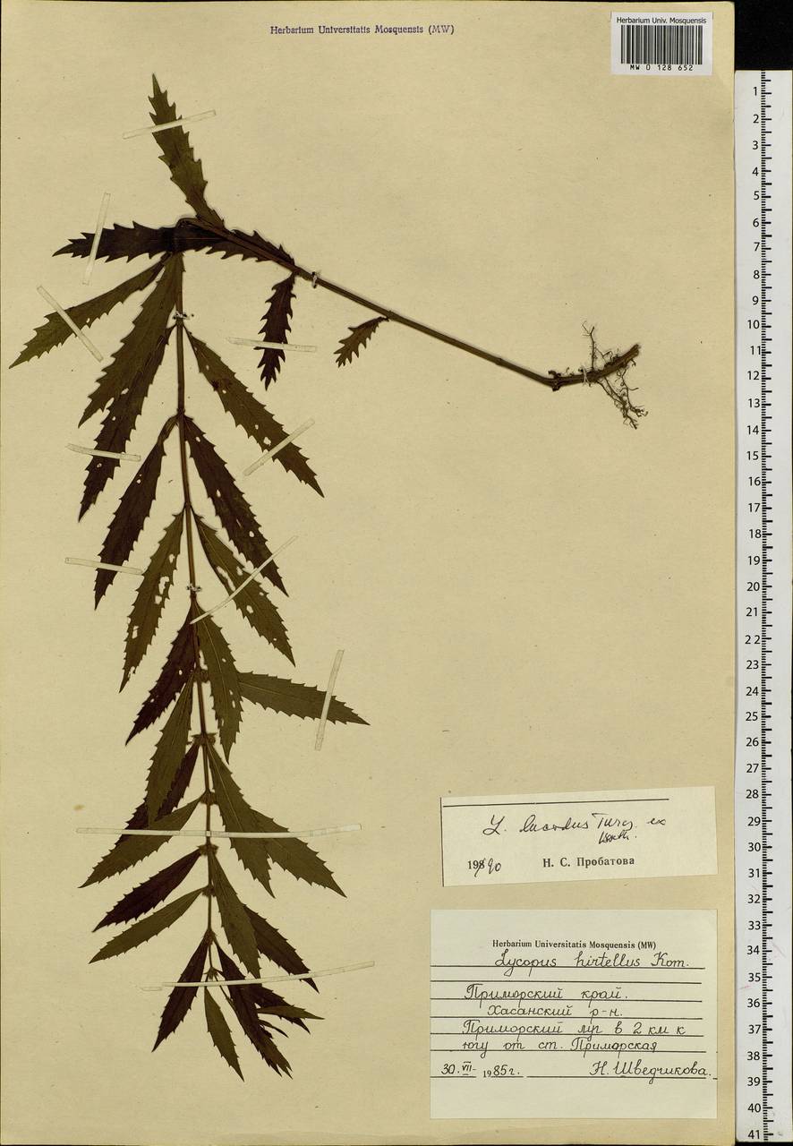 Lycopus lucidus Turcz. ex Benth., Siberia, Russian Far East (S6) (Russia)