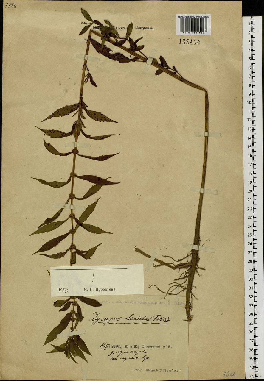 Lycopus lucidus Turcz. ex Benth., Siberia, Russian Far East (S6) (Russia)