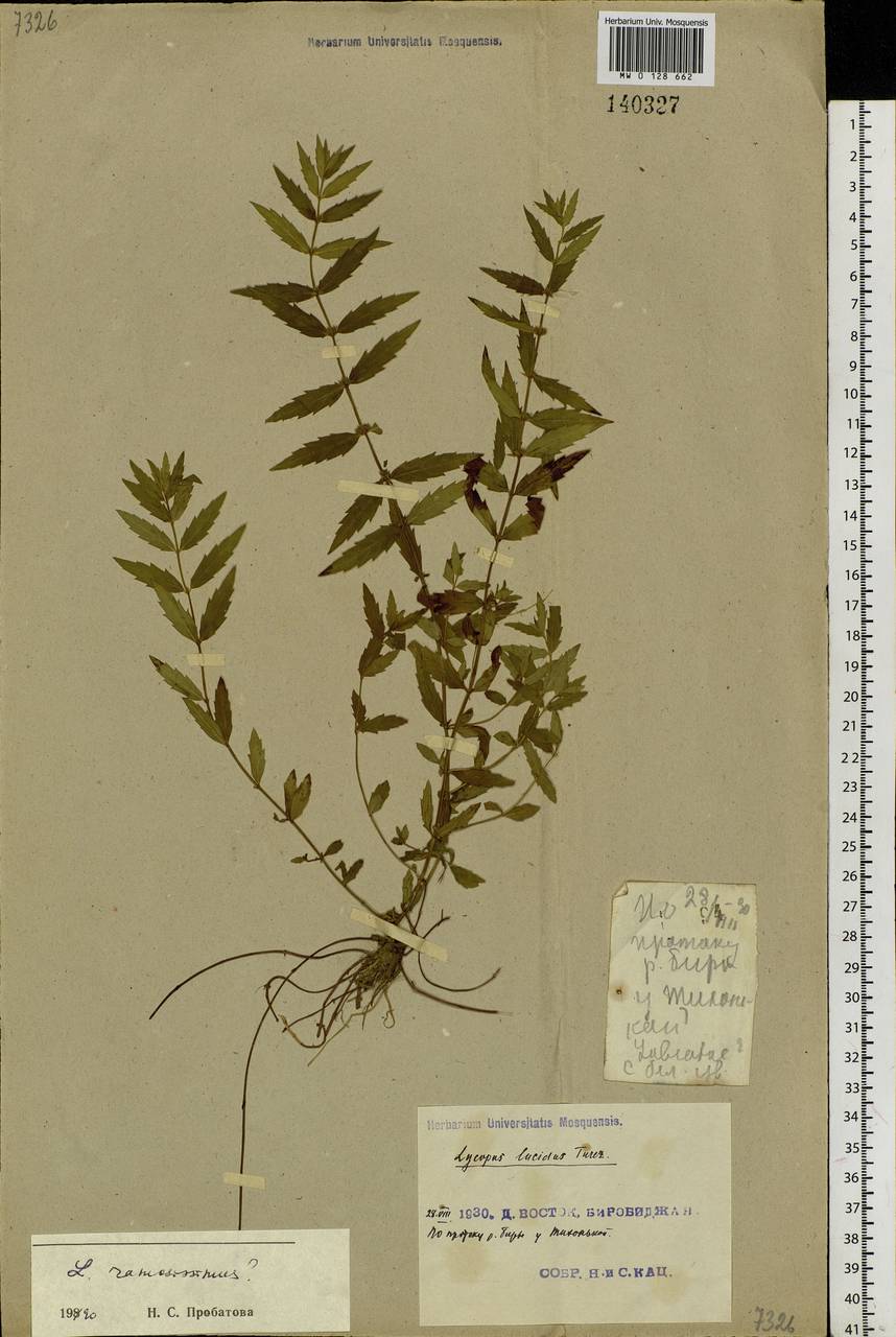 Lycopus lucidus Turcz. ex Benth., Siberia, Russian Far East (S6) (Russia)