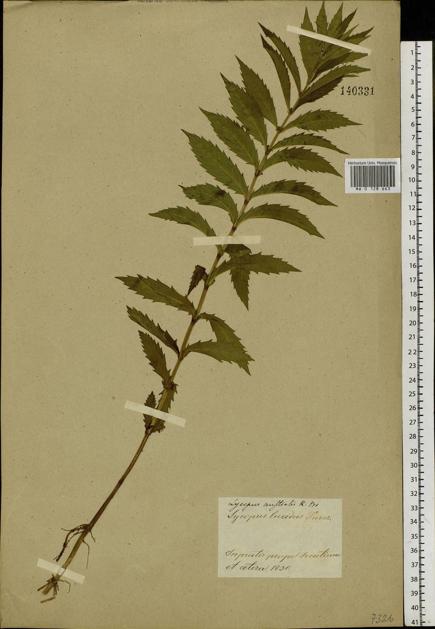 Lycopus lucidus Turcz. ex Benth., Siberia, Baikal & Transbaikal region (S4) (Russia)