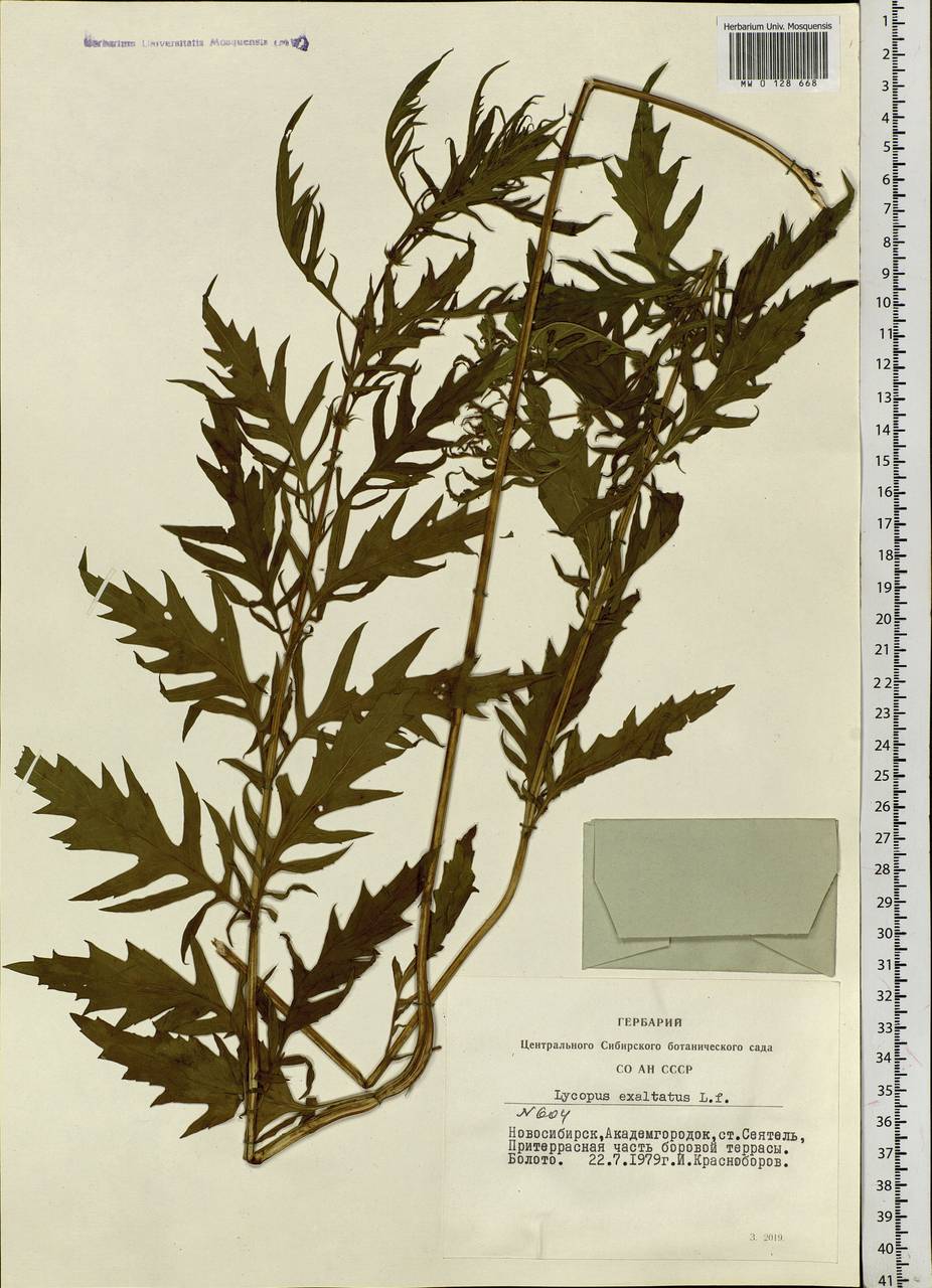Lycopus exaltatus L.fil., Siberia, Western Siberia (S1) (Russia)