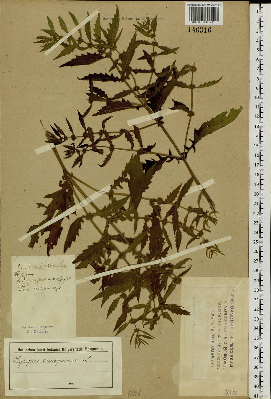 Lycopus europaeus L., Siberia, Altai & Sayany Mountains (S2) (Russia)