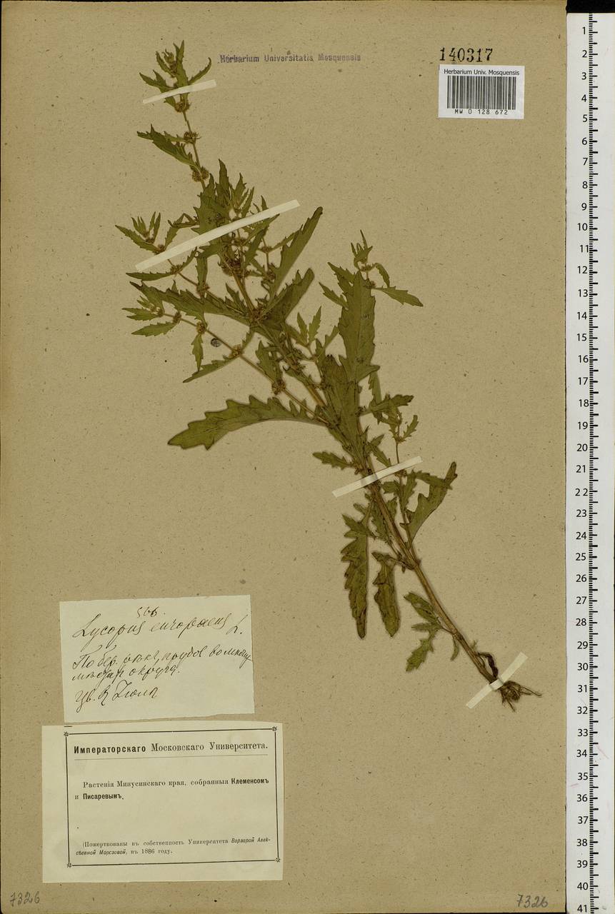 Lycopus europaeus L., Siberia, Altai & Sayany Mountains (S2) (Russia)