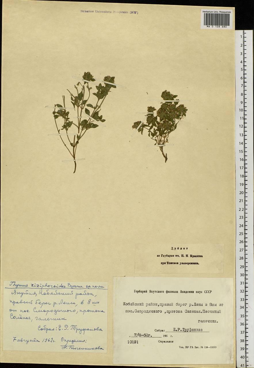 Thymus lenensis Vasjukov, Siberia, Yakutia (S5) (Russia)