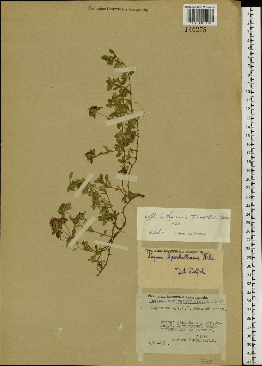 Thymus sibiricus (Serg.) Klokov & Des.-Shost., Siberia, Yakutia (S5) (Russia)