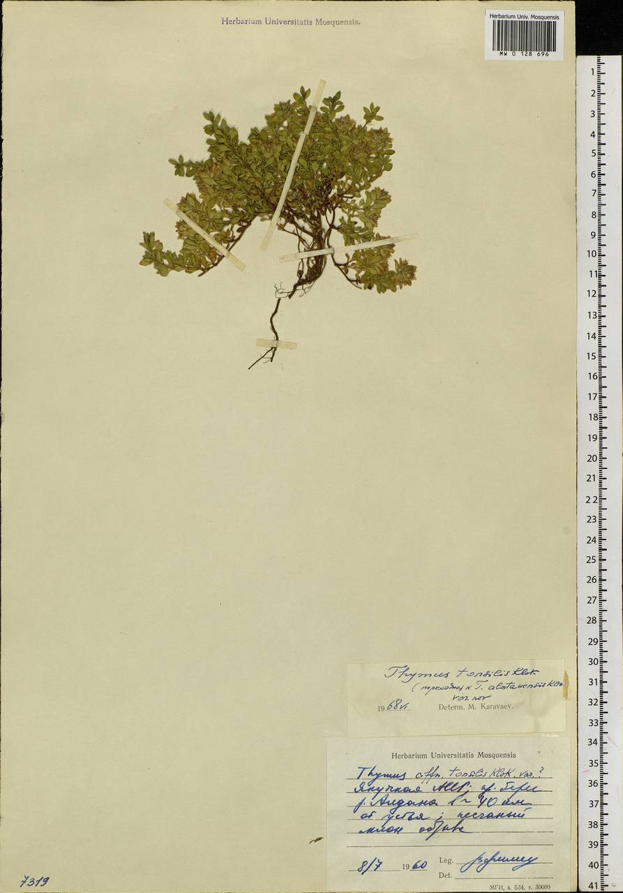 Thymus sibiricus (Serg.) Klokov & Des.-Shost., Siberia, Yakutia (S5) (Russia)