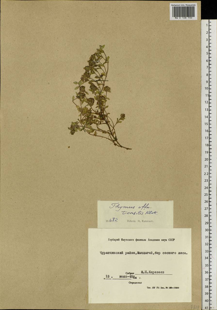 Thymus sibiricus (Serg.) Klokov & Des.-Shost., Siberia, Yakutia (S5) (Russia)