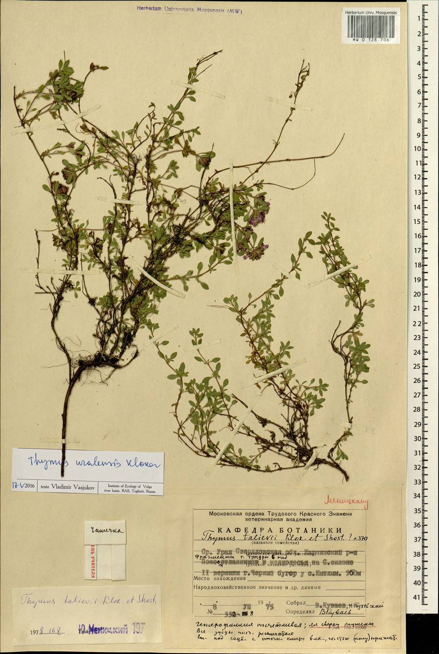 Thymus talijevii subsp. talijevii, Eastern Europe, Eastern region (E10) (Russia)