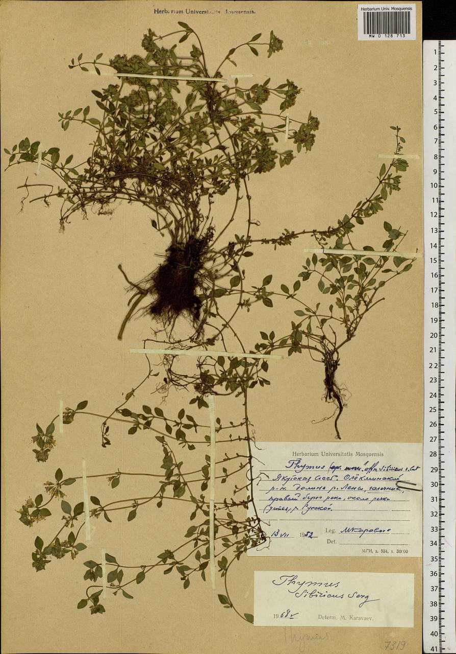 Thymus sibiricus (Serg.) Klokov & Des.-Shost., Siberia, Yakutia (S5) (Russia)