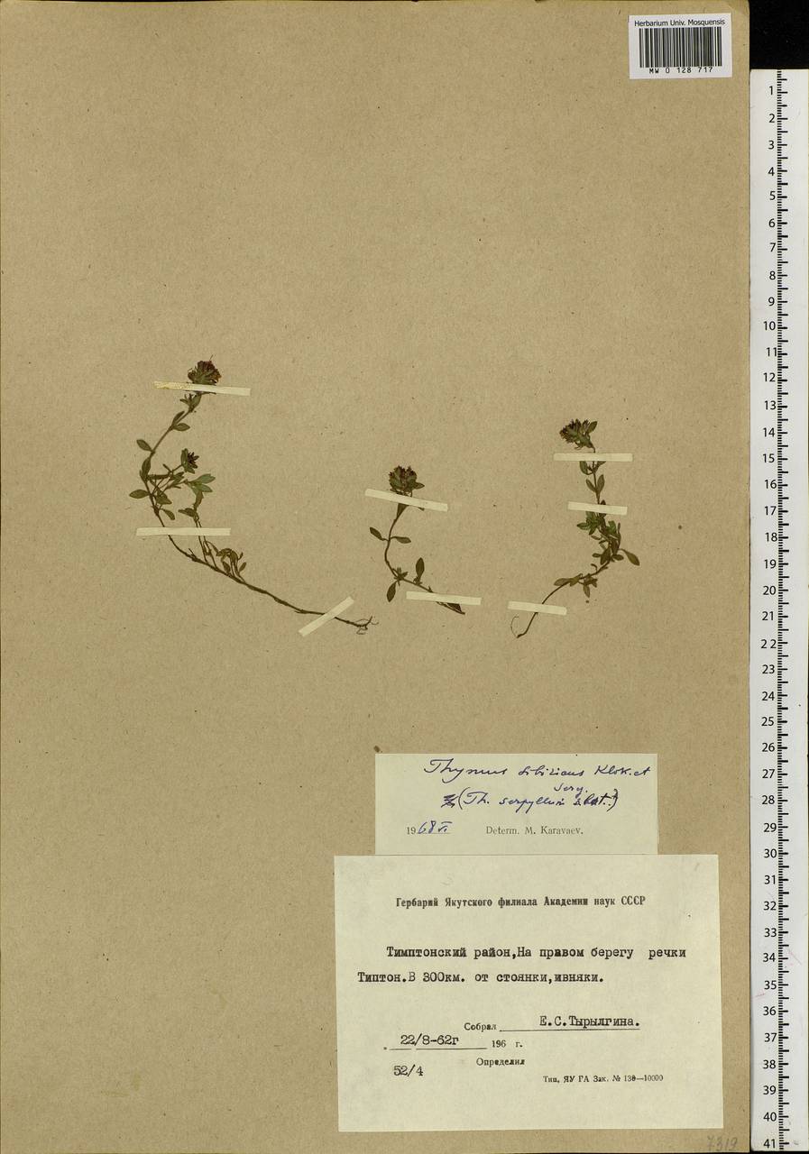 Thymus sibiricus (Serg.) Klokov & Des.-Shost., Siberia, Yakutia (S5) (Russia)