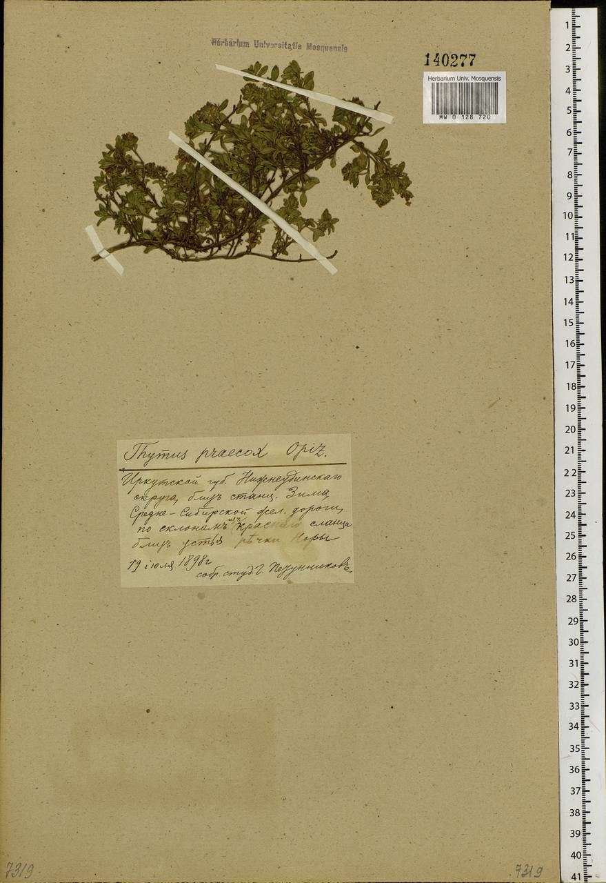 Thymus sibiricus (Serg.) Klokov & Des.-Shost., Siberia, Baikal & Transbaikal region (S4) (Russia)