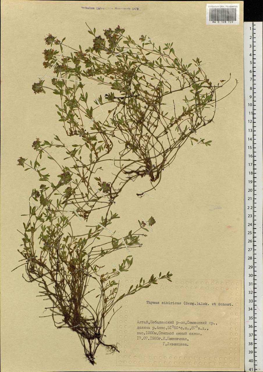 Thymus sibiricus (Serg.) Klokov & Des.-Shost., Siberia, Altai & Sayany Mountains (S2) (Russia)
