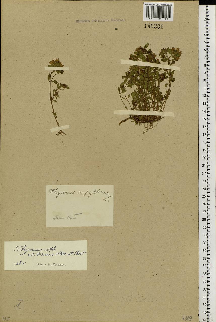 Thymus sibiricus (Serg.) Klokov & Des.-Shost., Siberia, Altai & Sayany Mountains (S2) (Russia)