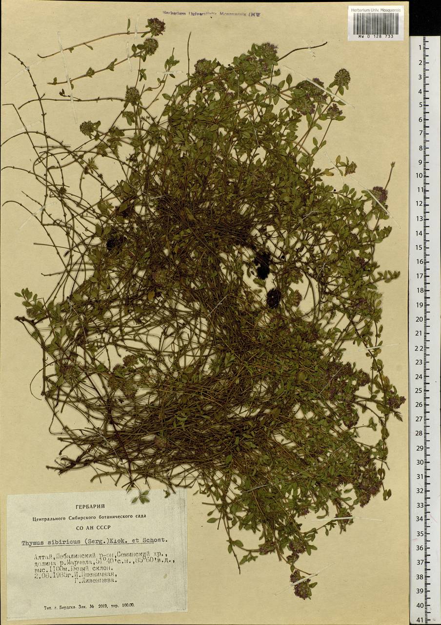 Thymus sibiricus (Serg.) Klokov & Des.-Shost., Siberia, Altai & Sayany Mountains (S2) (Russia)