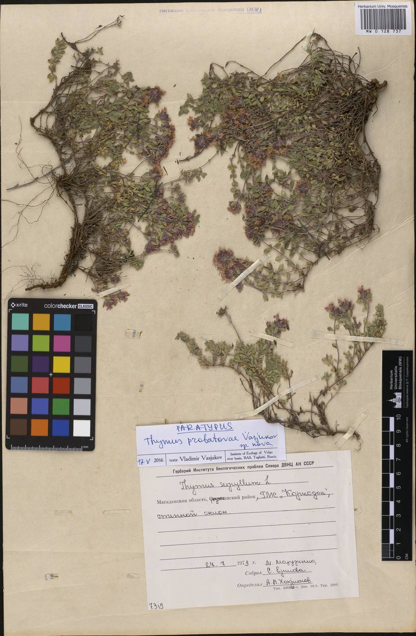 Thymus probatovae Vasjukov, Siberia, Chukotka & Kamchatka (S7) (Russia)