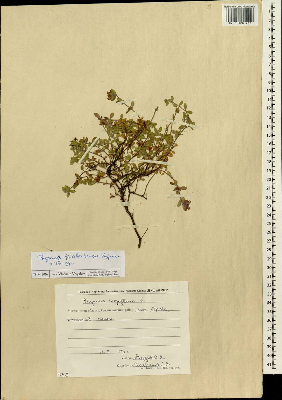 Thymus probatovae Vasjukov, Siberia, Chukotka & Kamchatka (S7) (Russia)