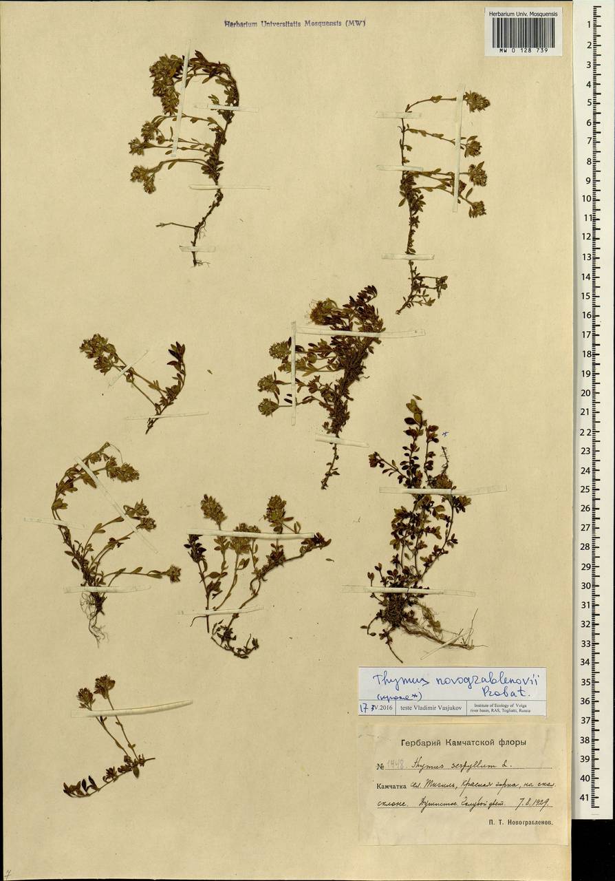 Thymus novograblenovii Prob., Siberia, Chukotka & Kamchatka (S7) (Russia)
