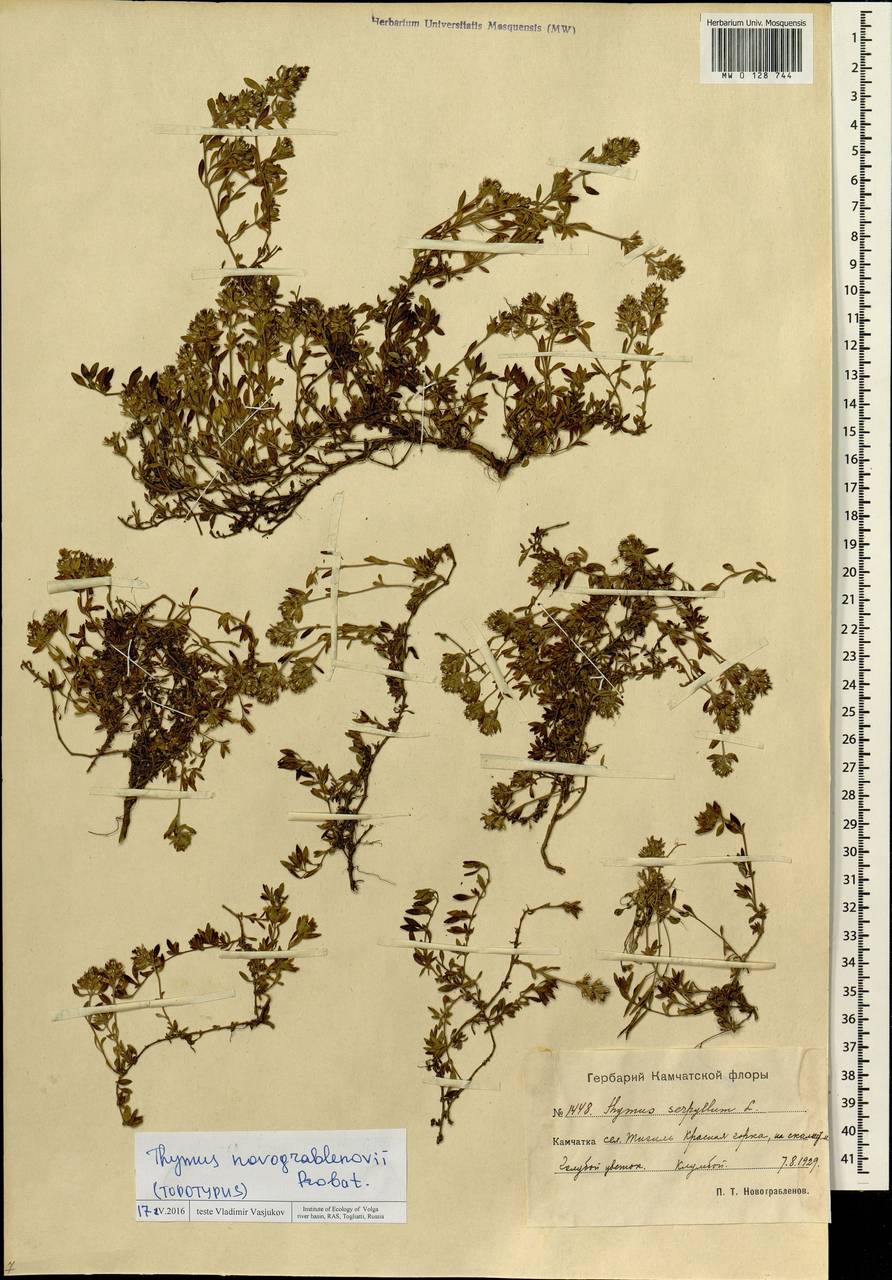 Thymus novograblenovii Prob., Siberia, Chukotka & Kamchatka (S7) (Russia)