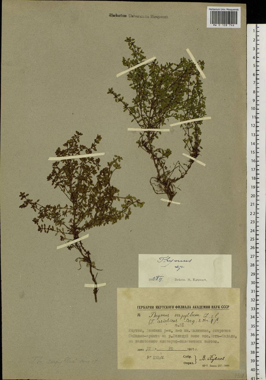 Thymus, Siberia, Yakutia (S5) (Russia)