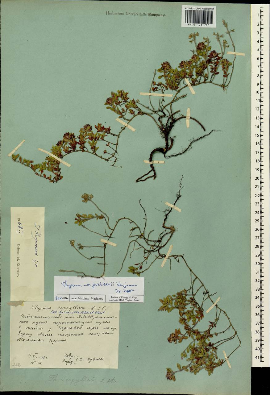 Thymus jurtzevii Vasjukov, Siberia, Yakutia (S5) (Russia)