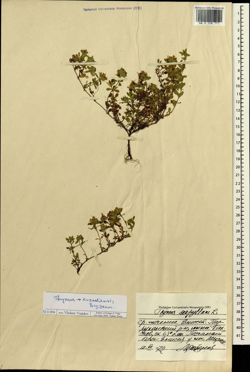 Thymus evenkiensis Byczenn., Siberia, Central Siberia (S3) (Russia)