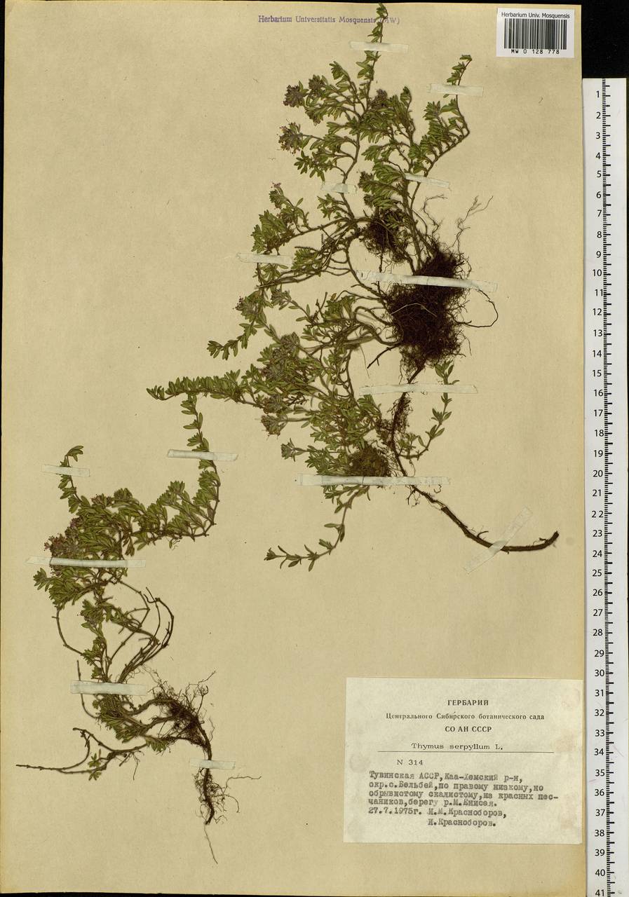 Thymus, Siberia, Altai & Sayany Mountains (S2) (Russia)