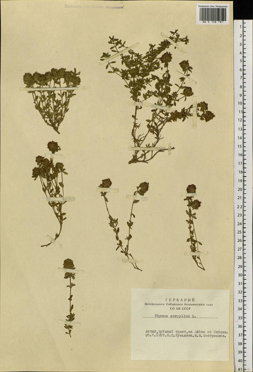 Thymus, Siberia, Altai & Sayany Mountains (S2) (Russia)