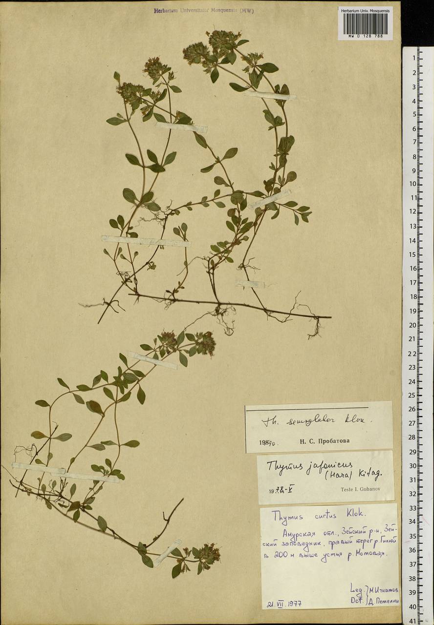 Thymus semiglaber Klokov, Siberia, Russian Far East (S6) (Russia)